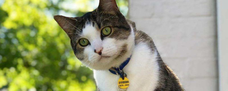 怎么让猫不叫