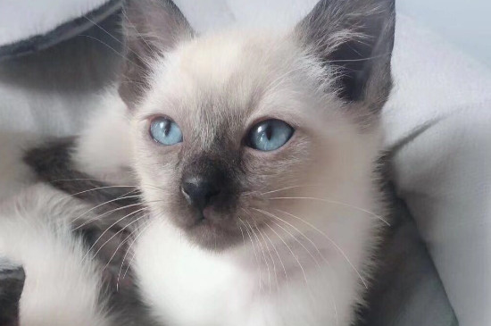 猫为什么半夜叫这么惨