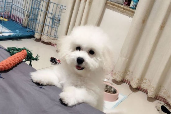 比熊脚上的毛变红
