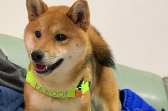 为什么养柴犬的人很少