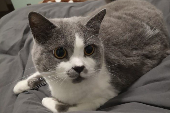 猫咪吐白色粘液还拉稀