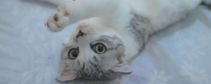猫咪三个月爱咬东西