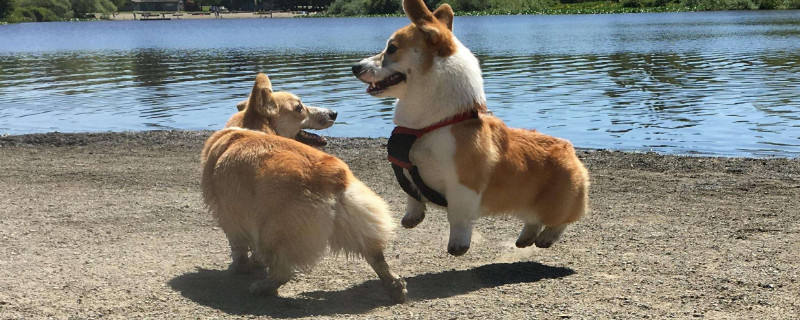 狗狗会怪主人遗弃它吗