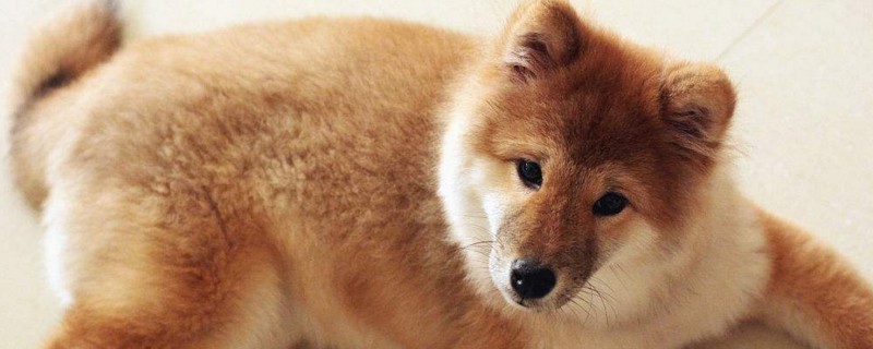 幼犬尿频怎么回事