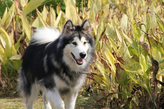 阿拉斯加犬用什么狗绳