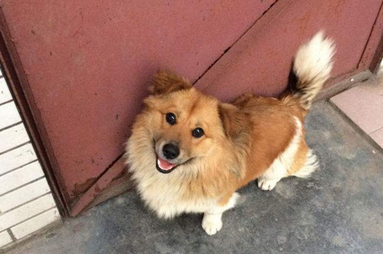 养土狗需要注意什么