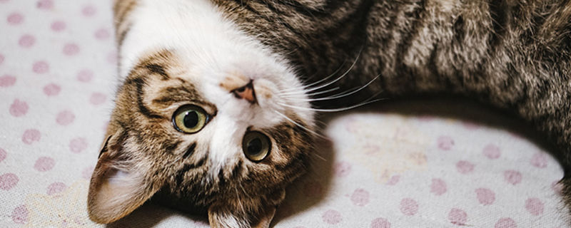 猫砂可以用沙子代替吗