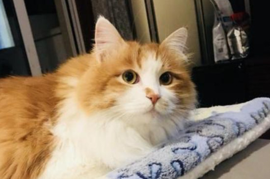 陌生猫跟着我什么兆头