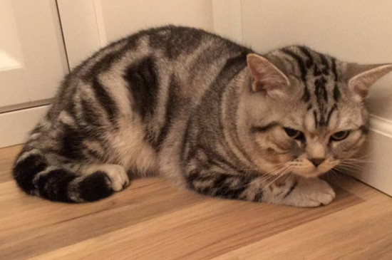 怎样消除猫的野性