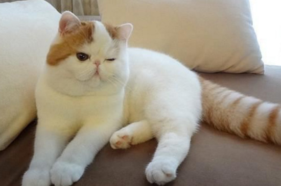 猫吃什么能迅速长胖