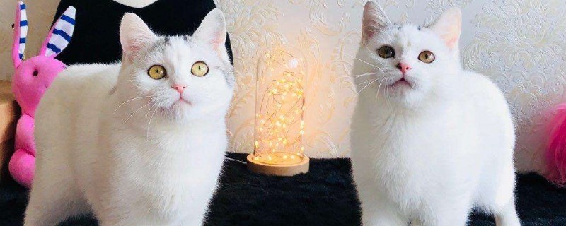 可以用手帮母猫解决吗