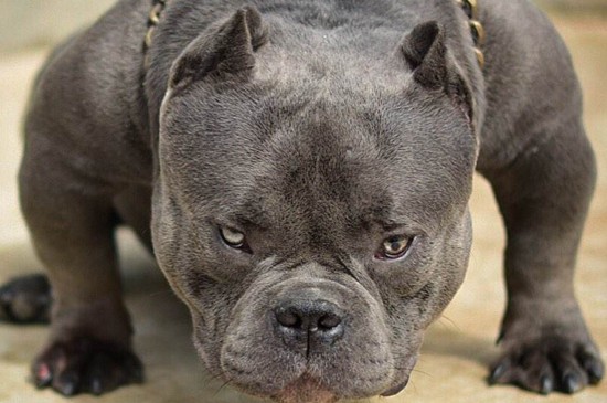 恶霸犬和比特犬的区别，掌握4点就能快速分辨恶霸和比特