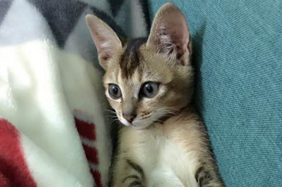 猫抓没出血但有点划痕
