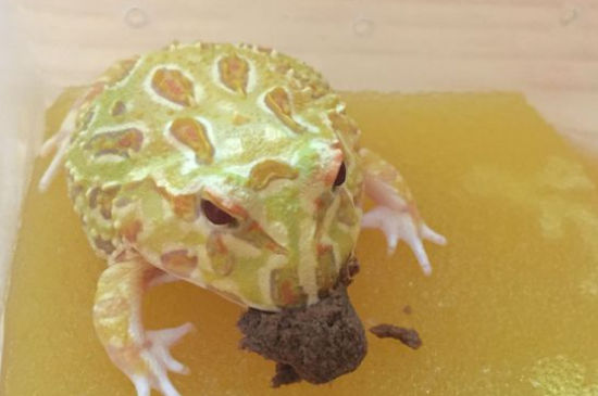 角蛙红腿病症状