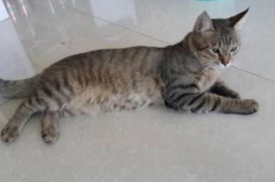 狸花猫换主人后的表现