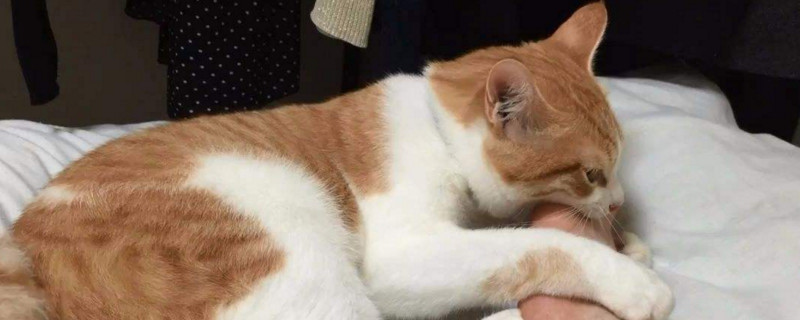 猫腿受伤怎么处理