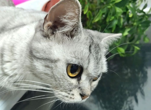 猫咪送走了它会想我吗