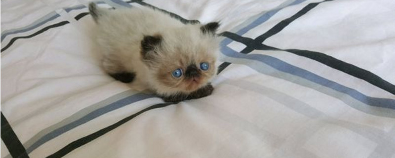 喜马拉雅猫和加菲猫的区别