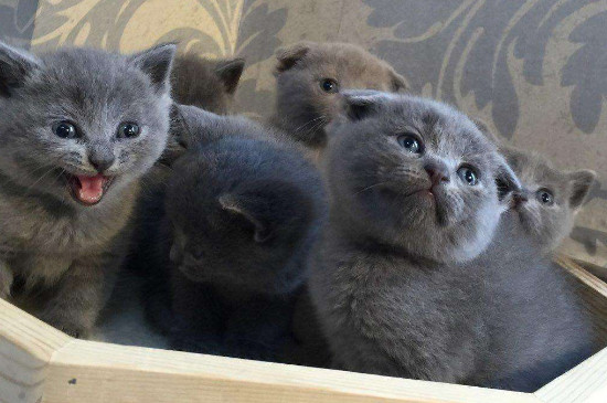 不是纯折耳猫会犯病吗