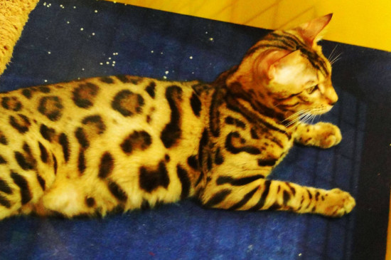 豹猫认主人吗