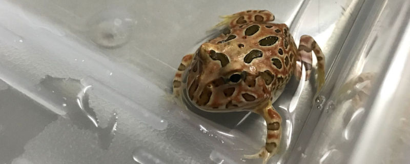 角蛙蒙眼能自愈吗