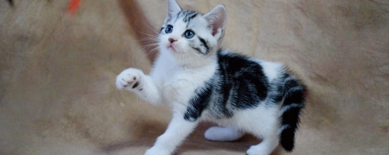猫死后需要注意什么