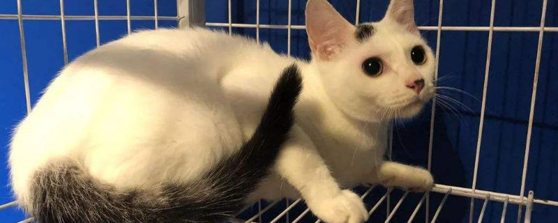 母猫生小猫公猫要隔离吗