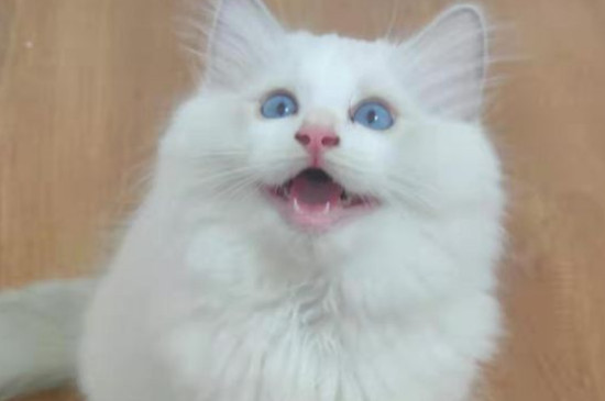 猫咪突然拉稀什么原因