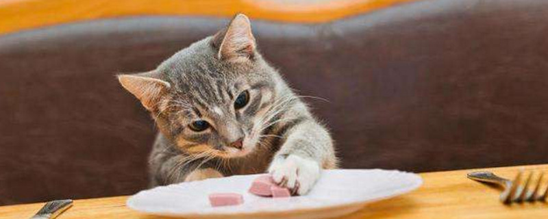 猫咪憎恨主人的表现
