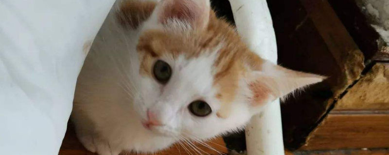 猫闻了蚊香怎么解毒