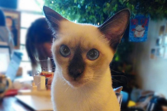 暹罗猫掉毛吗，暹罗猫掉毛严重的处理方法