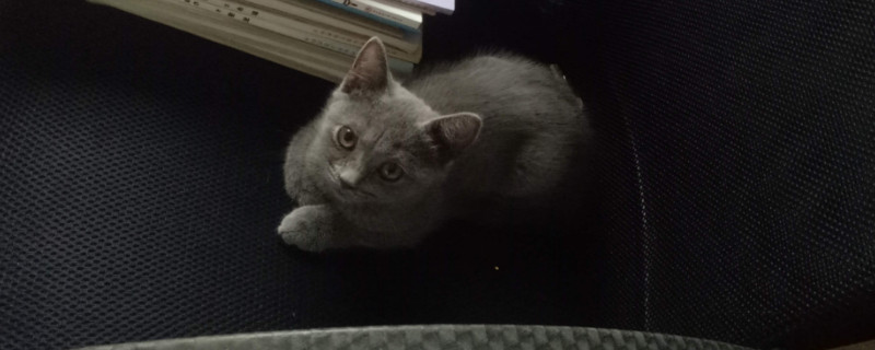 第一次养猫应该注意些什么