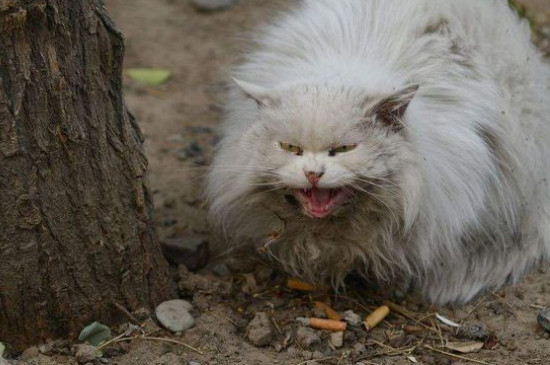 为什么不能喂流浪猫