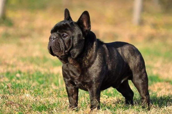 法牛犬价格什么颜色贵