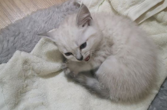 猫突然喝水变多