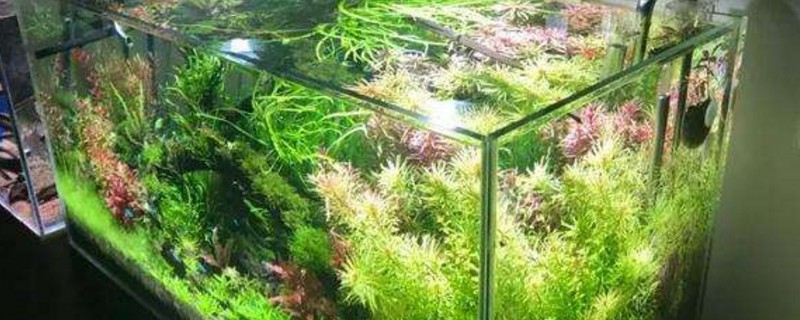 草缸开缸几天可以放鱼