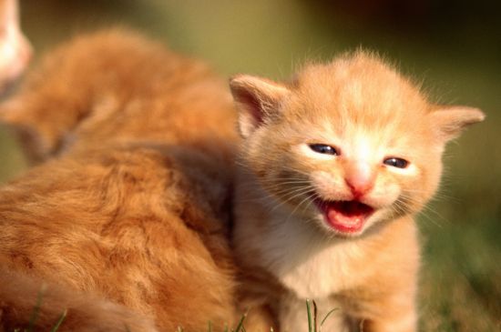 猫能喝椰汁吗