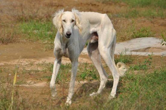 蒙古细犬的缺点，服从性很差脾气凶残还会攻击人