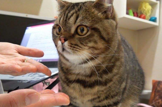 猫癣家里怎么消毒彻底