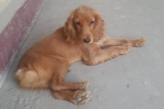 可卡犬为什么没人养