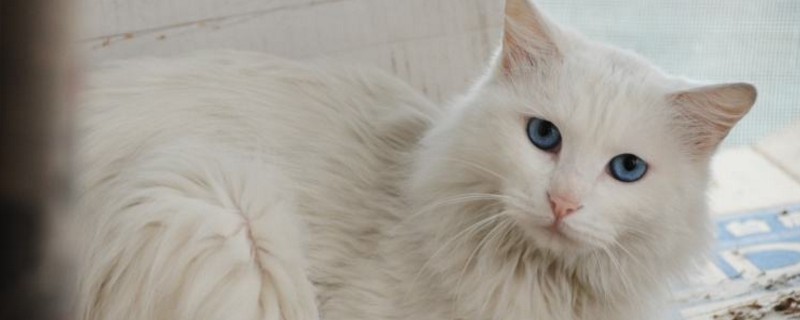 狮子猫和长毛白猫区别