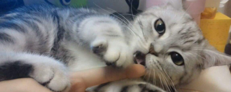 猫咪吃塑料袋多久排泄