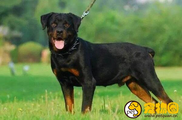 罗威纳犬容易训练吗，不适合新手饲养的猛犬
