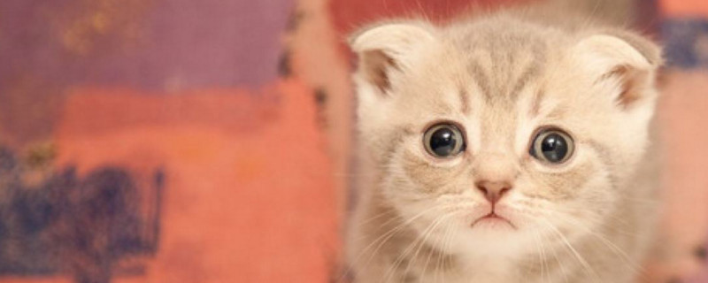 猫咪上眼皮肿了