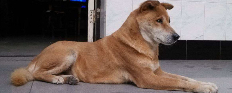 土狗一生会认几个主人