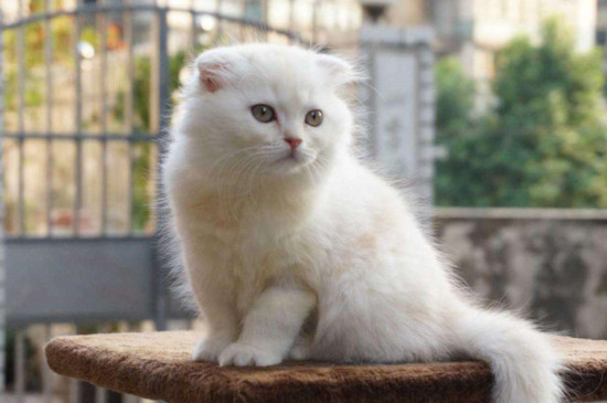 猫的舌头为什么有刺