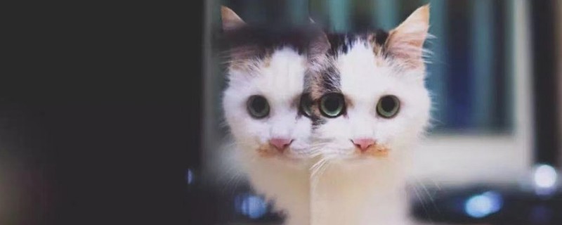 猫用头蹭人还咕噜咕噜