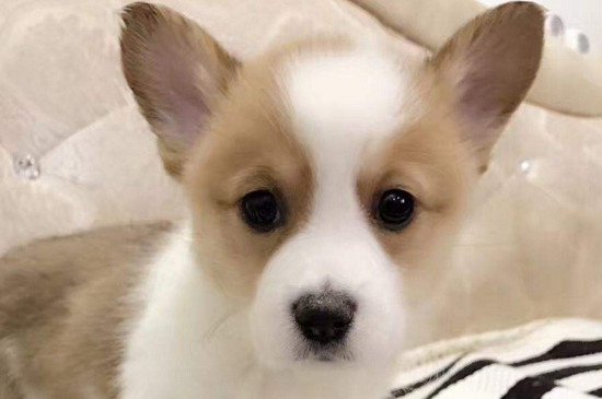 狗狗多大打疫苗