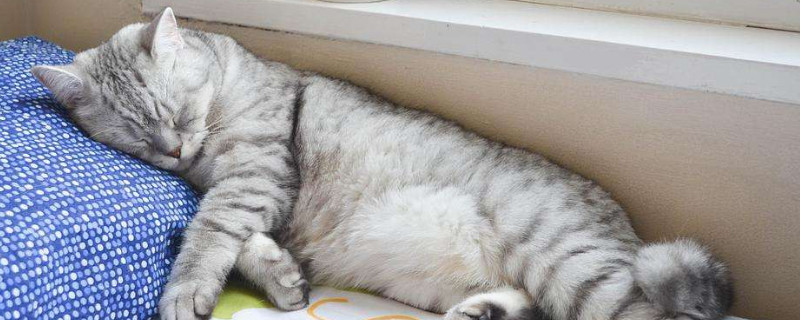 猫咪喜欢睡枕头原因,猫咪为啥爱睡主人的枕头
