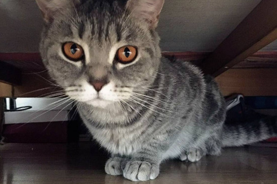 怎么防止猫钻床底
